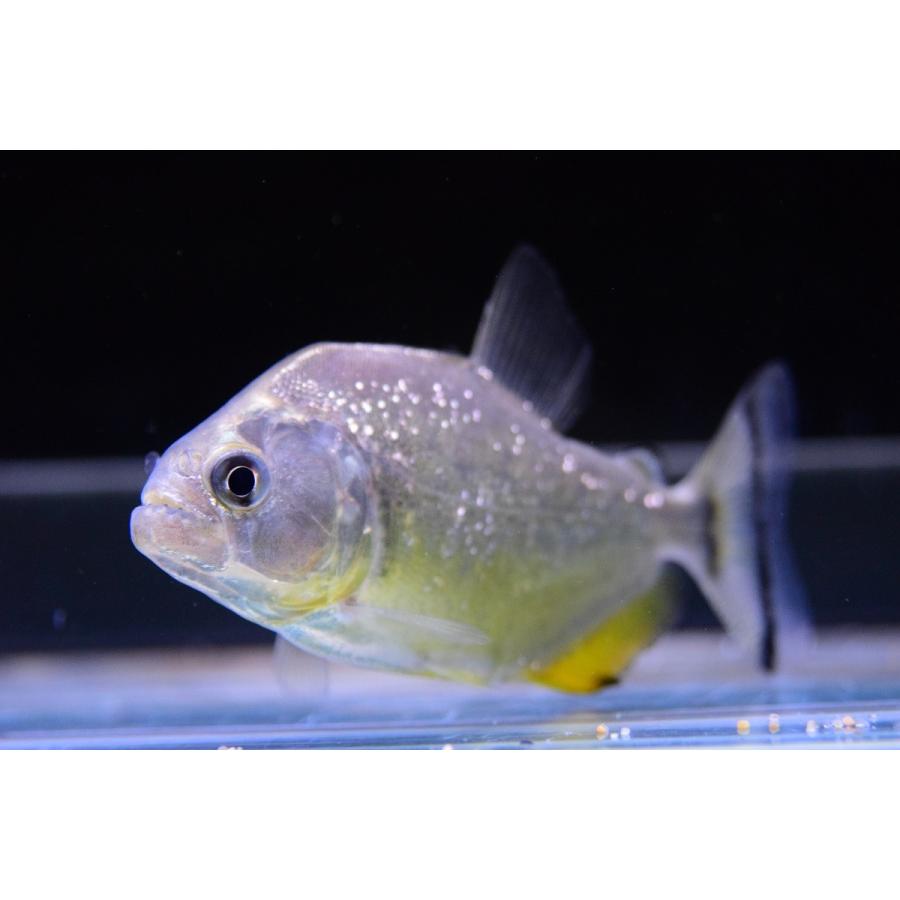 品質が完璧 ピラニア イエローダイヤモンドピラニア パンタナール 9 10cm 観賞魚生体 Www Radio10 Sr