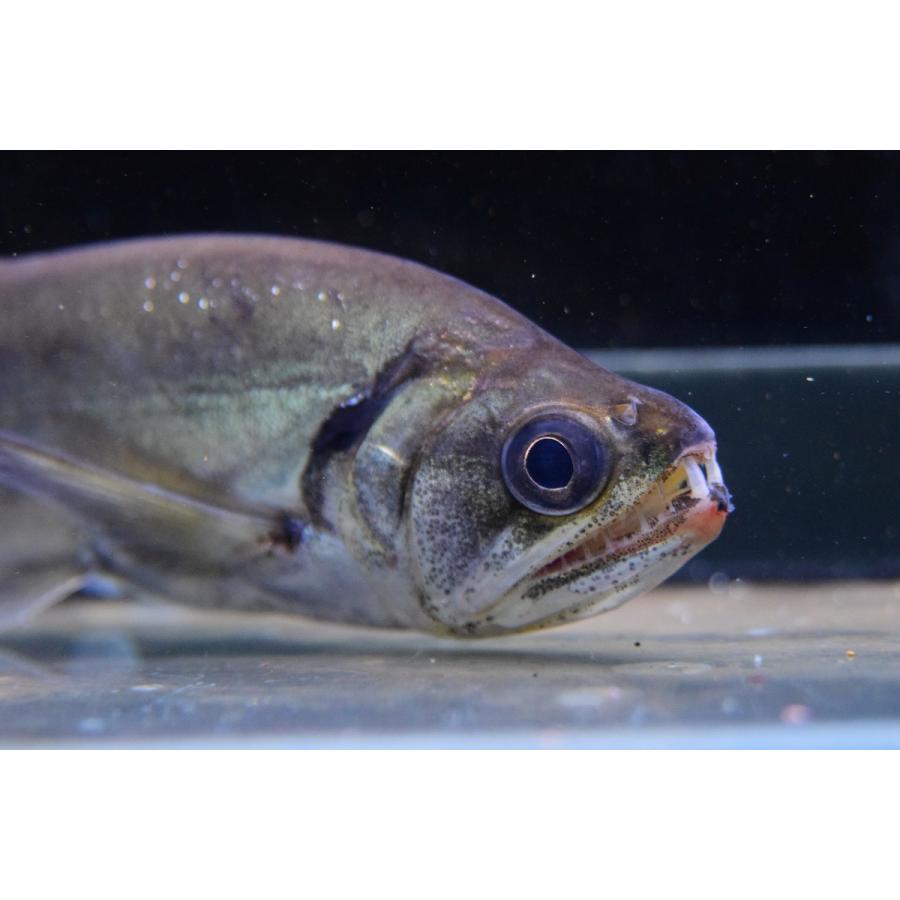 アルマータスペーシュカショーロ サン ジョアン ド アラグアイア cm Sacharacin554 World Rivers Net 通販 Yahoo ショッピング