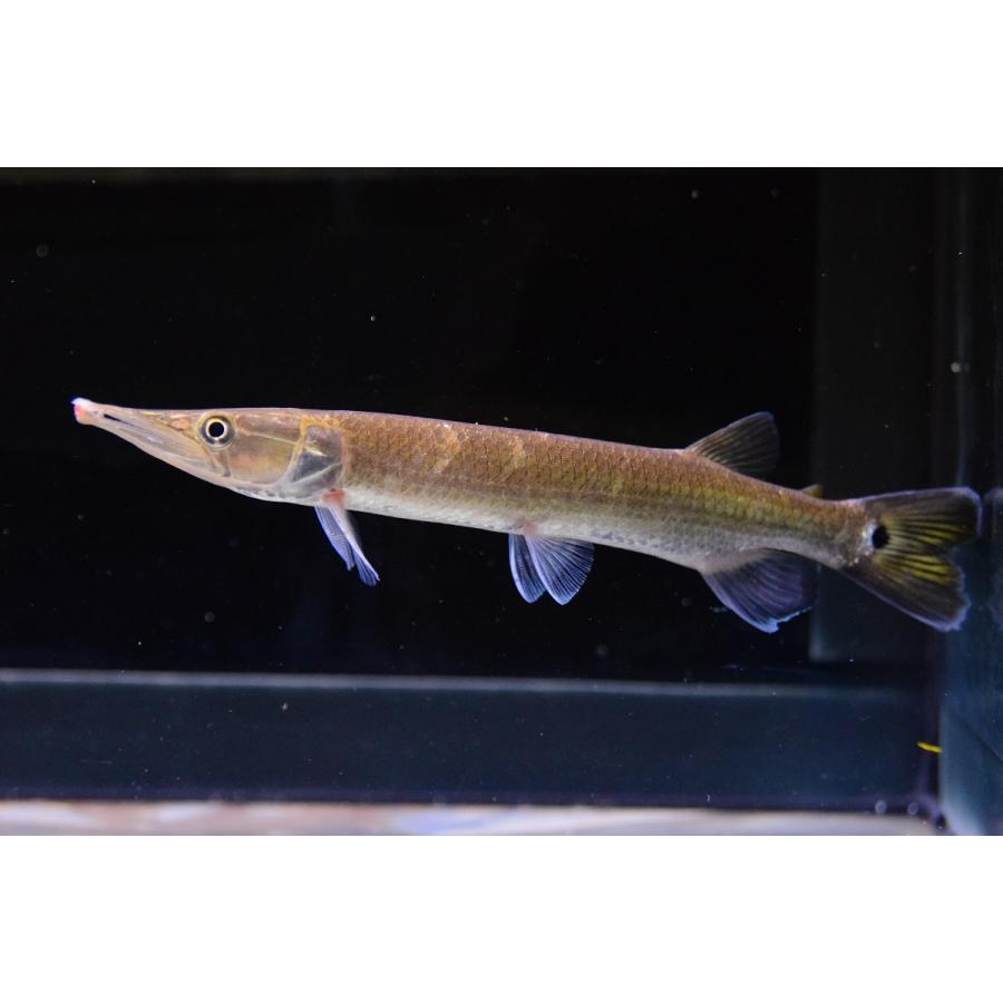 ブラントノーズガー コロンビア 17 18cm Sacharacin567 World Rivers Net 通販 Yahoo ショッピング