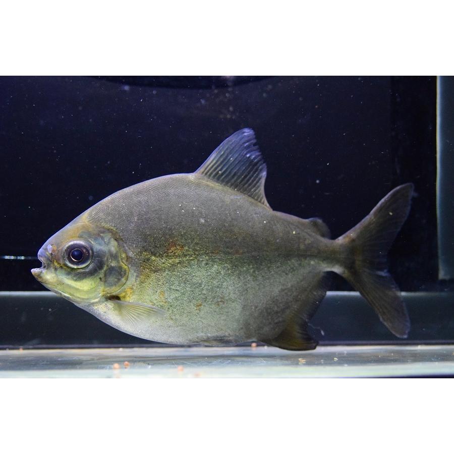 イエローゼブラパクー ”リオ・テレスピレス” 18cm程 :sacharacin588:WORLD RIVERS net - 通販 - Yahoo!ショッピング イエローゼブラパクー ”リオ・テレスピレス” 18cm程 :sacharacin588:WORLD RIVERS net - 通販 - Yahoo!ショッピング