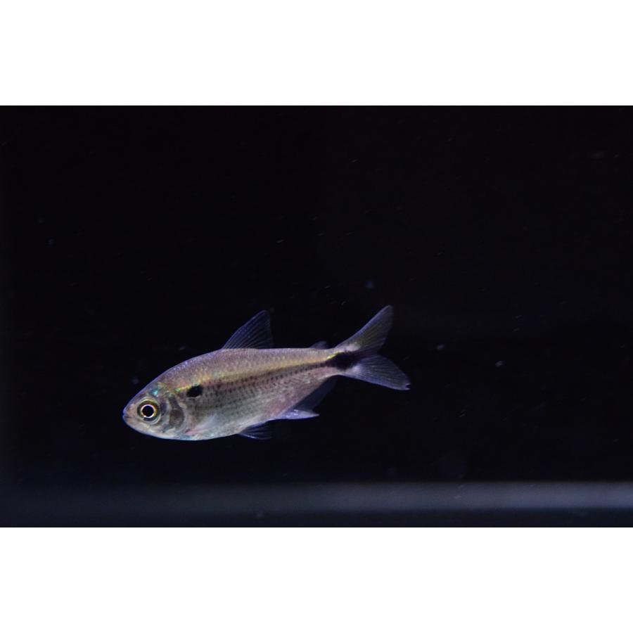 アスティアナックス アスンシオネンシス パンタナール 4cm程 Sacharacin593 World Rivers Net 通販 Yahoo ショッピング