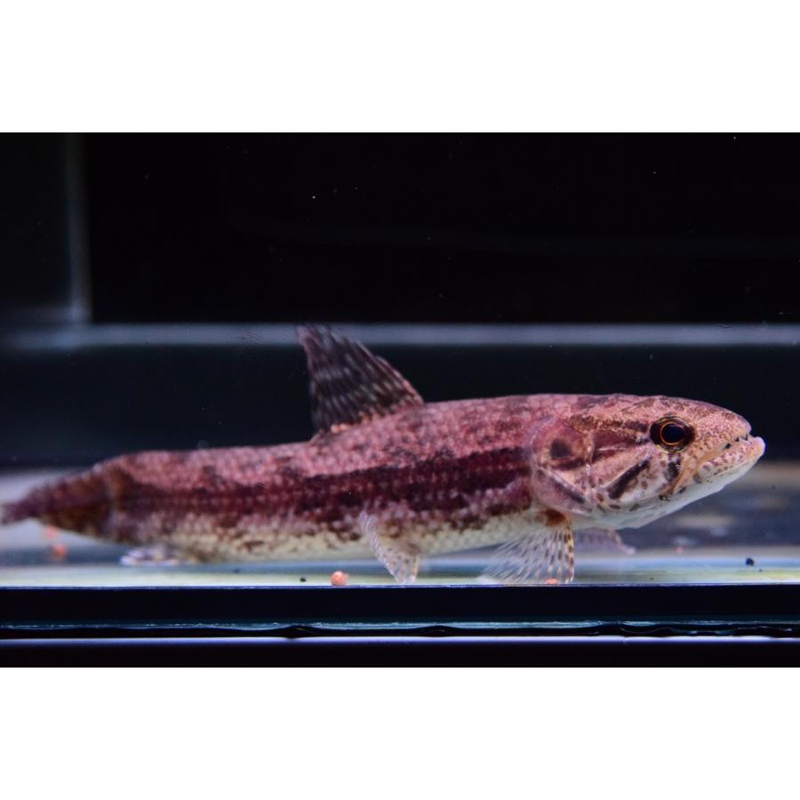 高い素材 タライーラ マニコレ 13 14cm No 1 在庫あり 即納 Kwsrbd Com