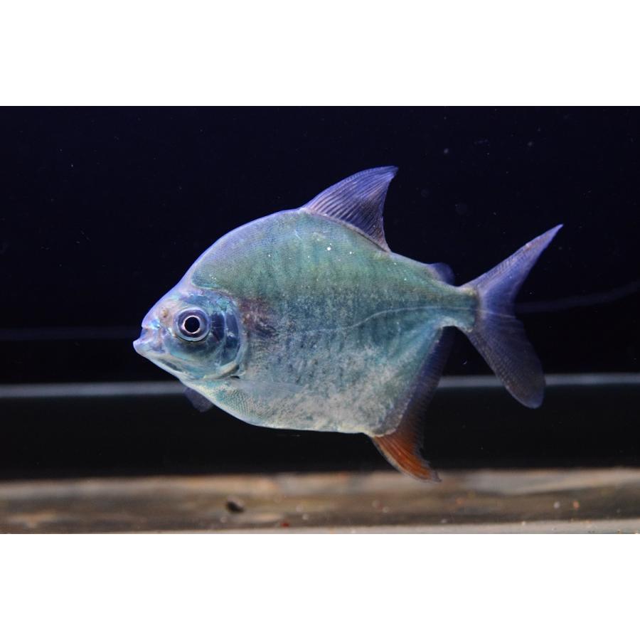 パクー　カラーニャ　”リオ・イリリ”　10-11cm 