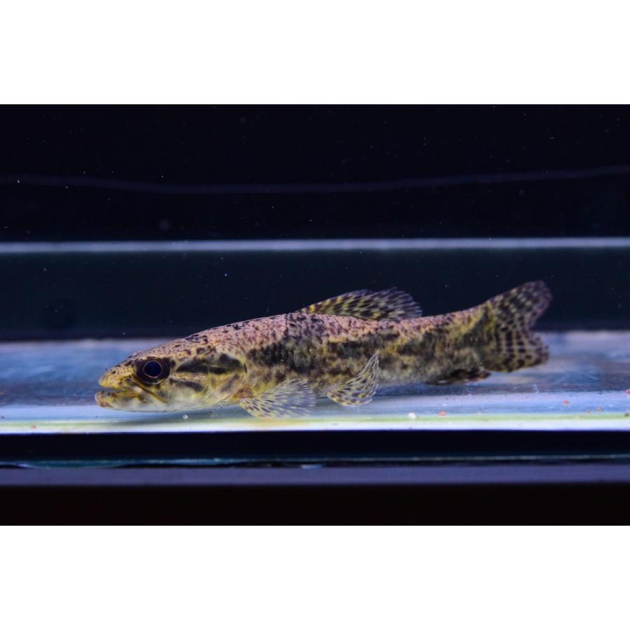 リアルタライロン　アイマラ　”スリナムリバー”　12-13cm