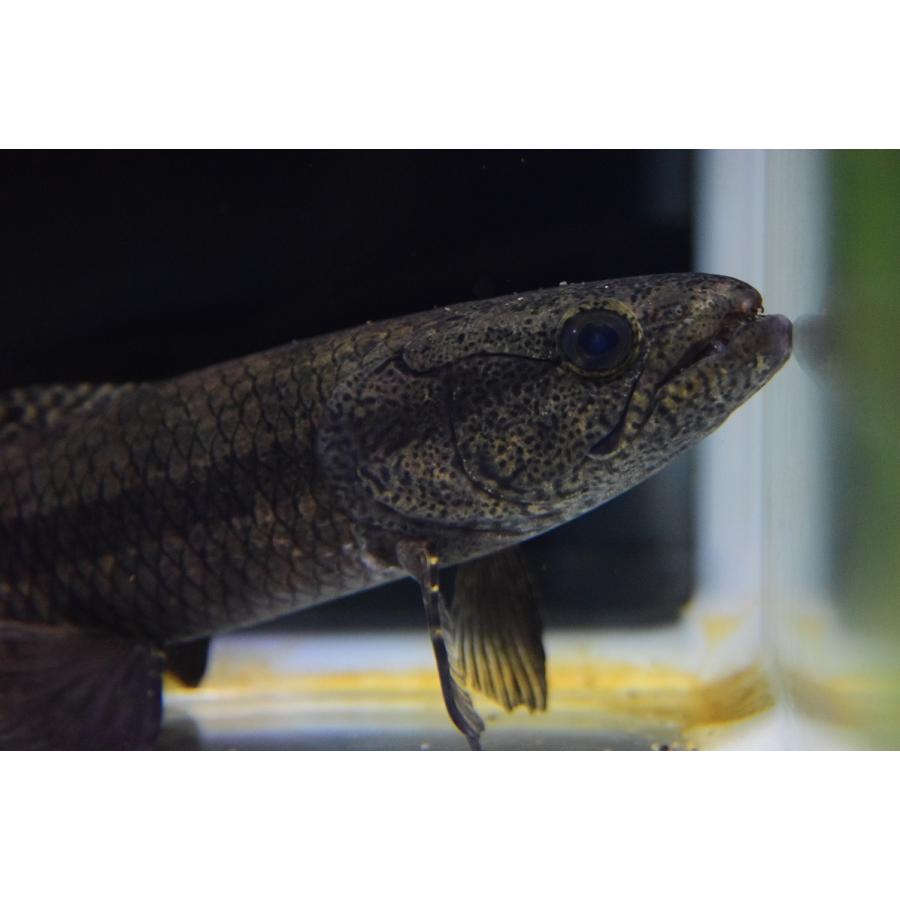 熱帯魚 ブラックタライロン30cm