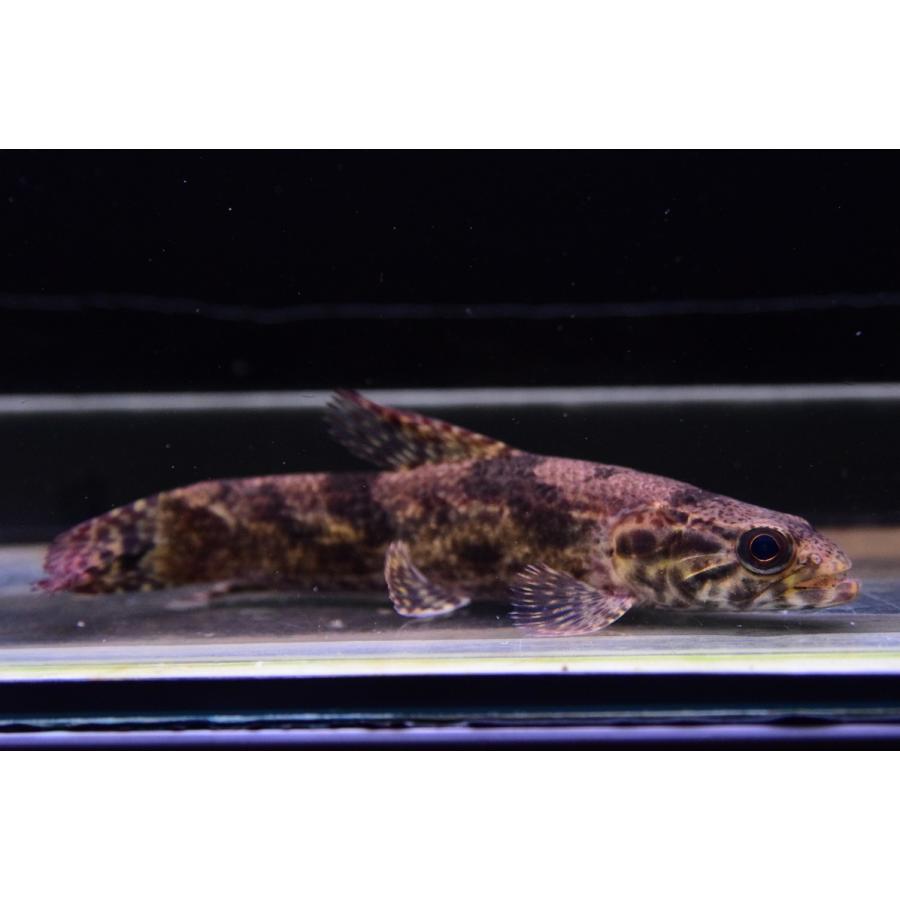 【超激レア】 リアルタライロン　”アレンカー”　15cm 【NAN2071938830】(75480円)