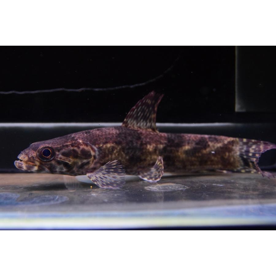 【超激レア】 リアルタライロン　”アレンカー”　15cm 【NAN2071938830】(75480円)