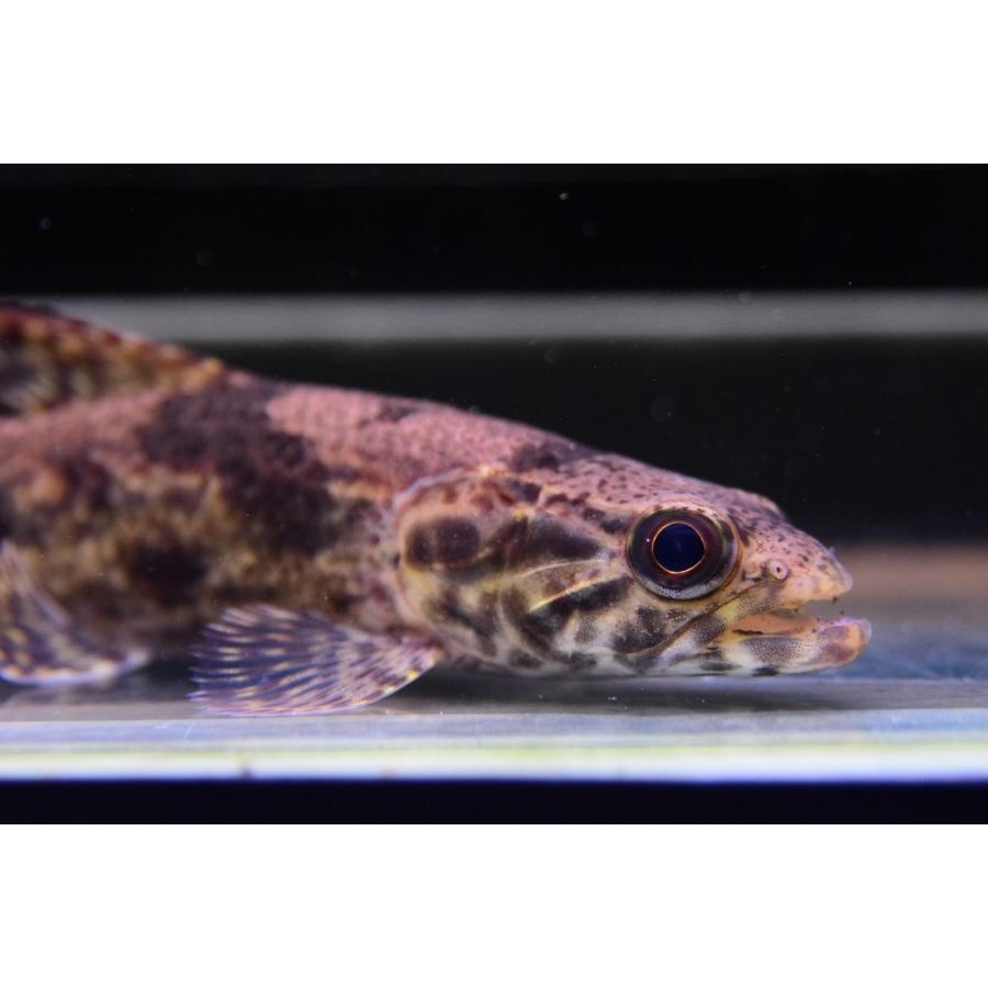 【超激レア】 リアルタライロン　”アレンカー”　15cm 【NAN2071938830】(75480円)