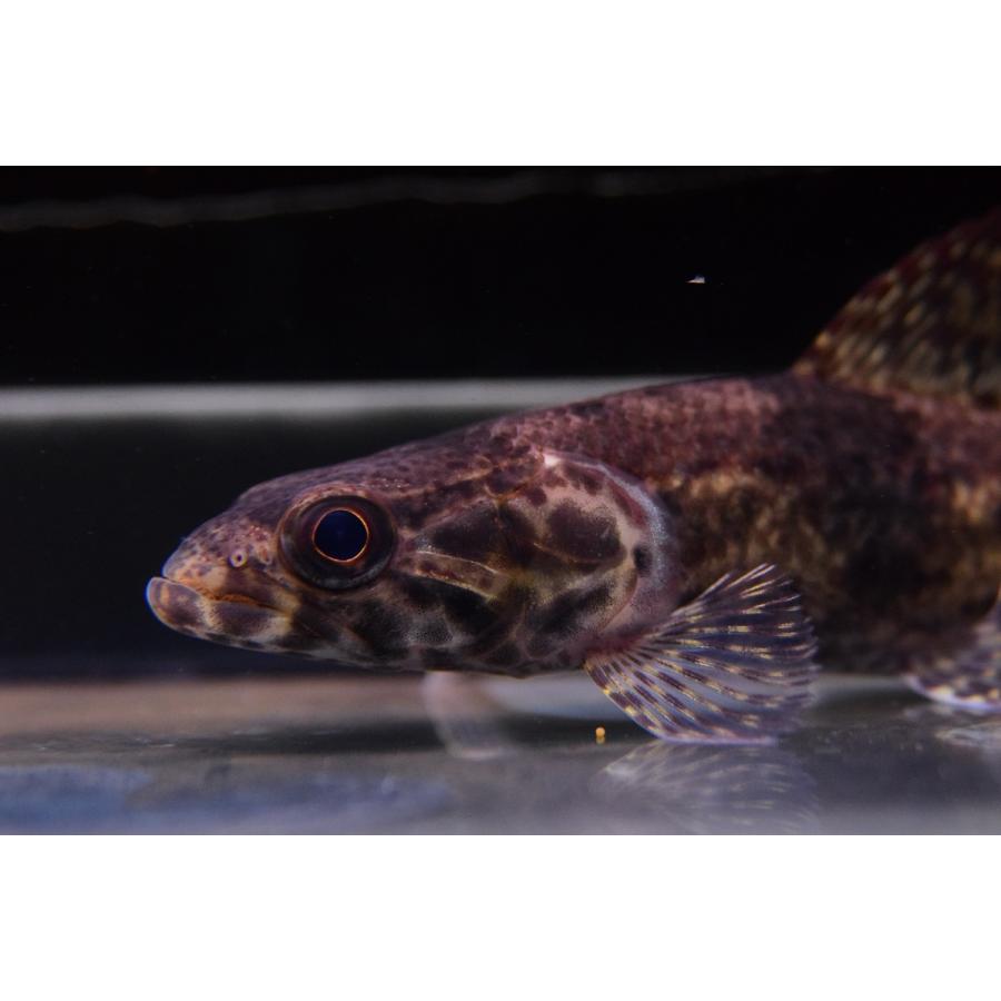 【超激レア】 リアルタライロン　”アレンカー”　15cm 【NAN2071938830】(75480円)