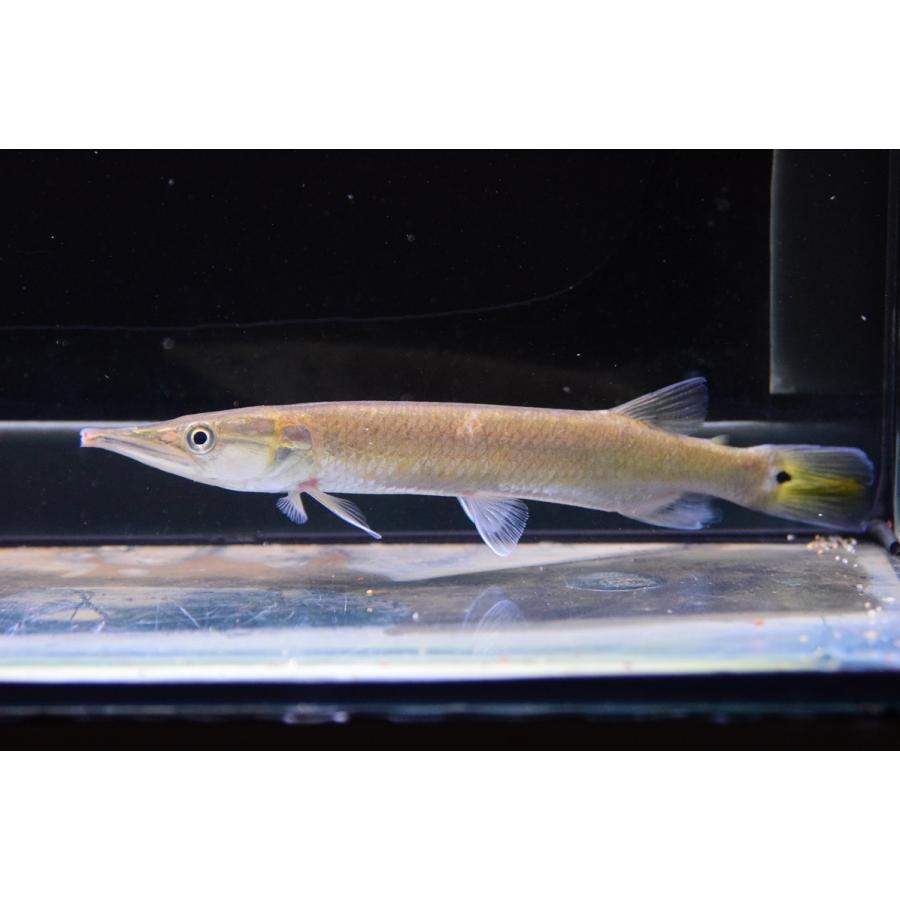 ブラントノーズガー コロンビア 18cm Sacharacin669 World Rivers Net 通販 Yahoo ショッピング