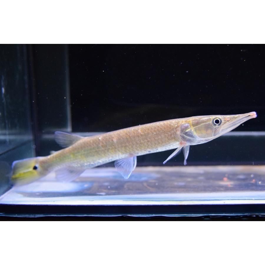ブラントノーズガー コロンビア 18cm Sacharacin669 World Rivers Net 通販 Yahoo ショッピング