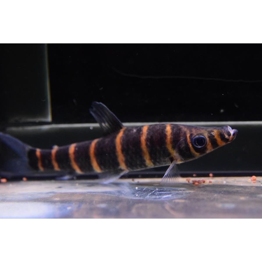 オレンジバンデッドサルトール　”リオ・クルア”　14cm