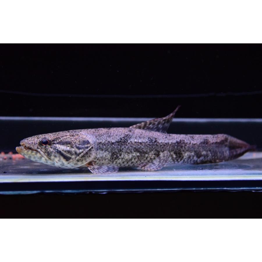 タライーラ　”オーレン”　19cm