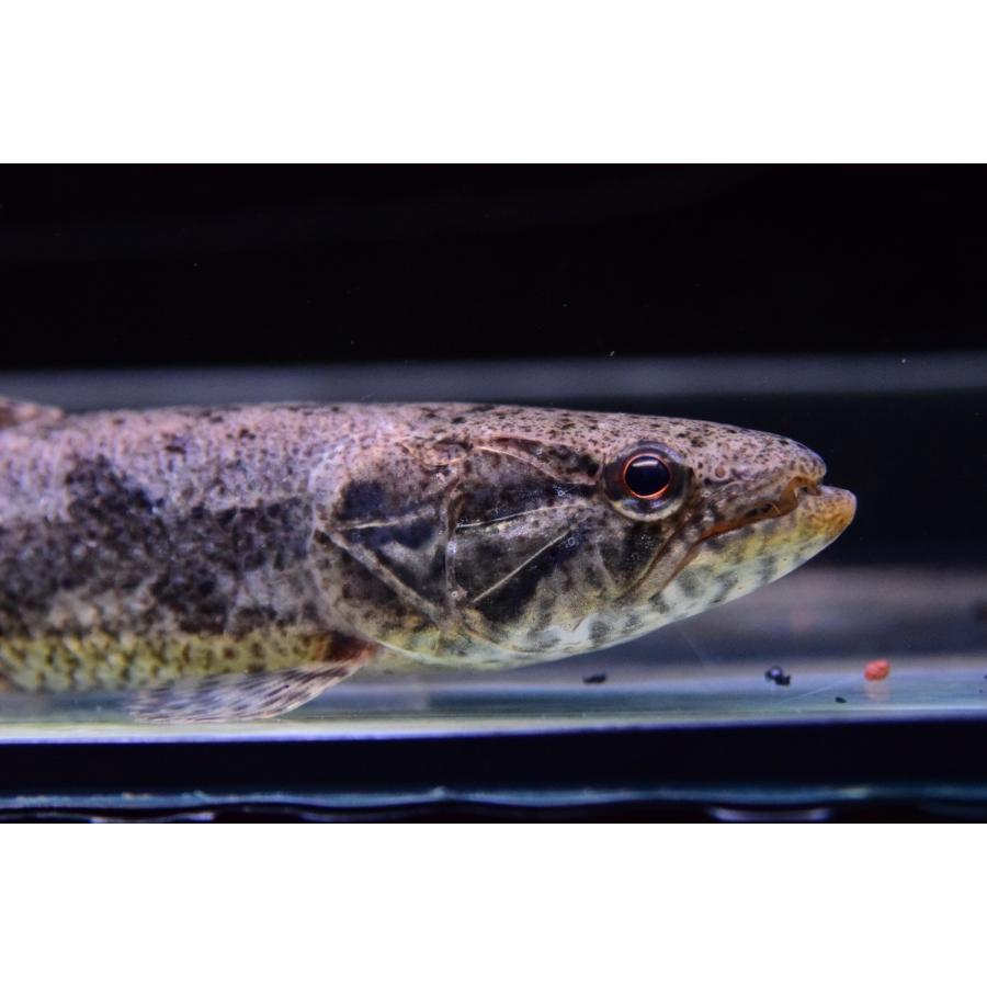 タライーラ　”オーレン”　19cm 