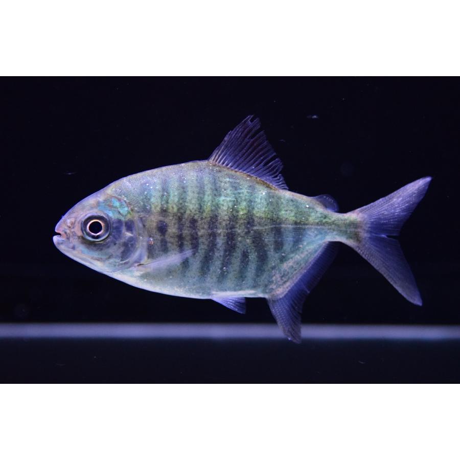 タイガーゼブラパクー　”オリシミナ”　10-11cm(90750円)