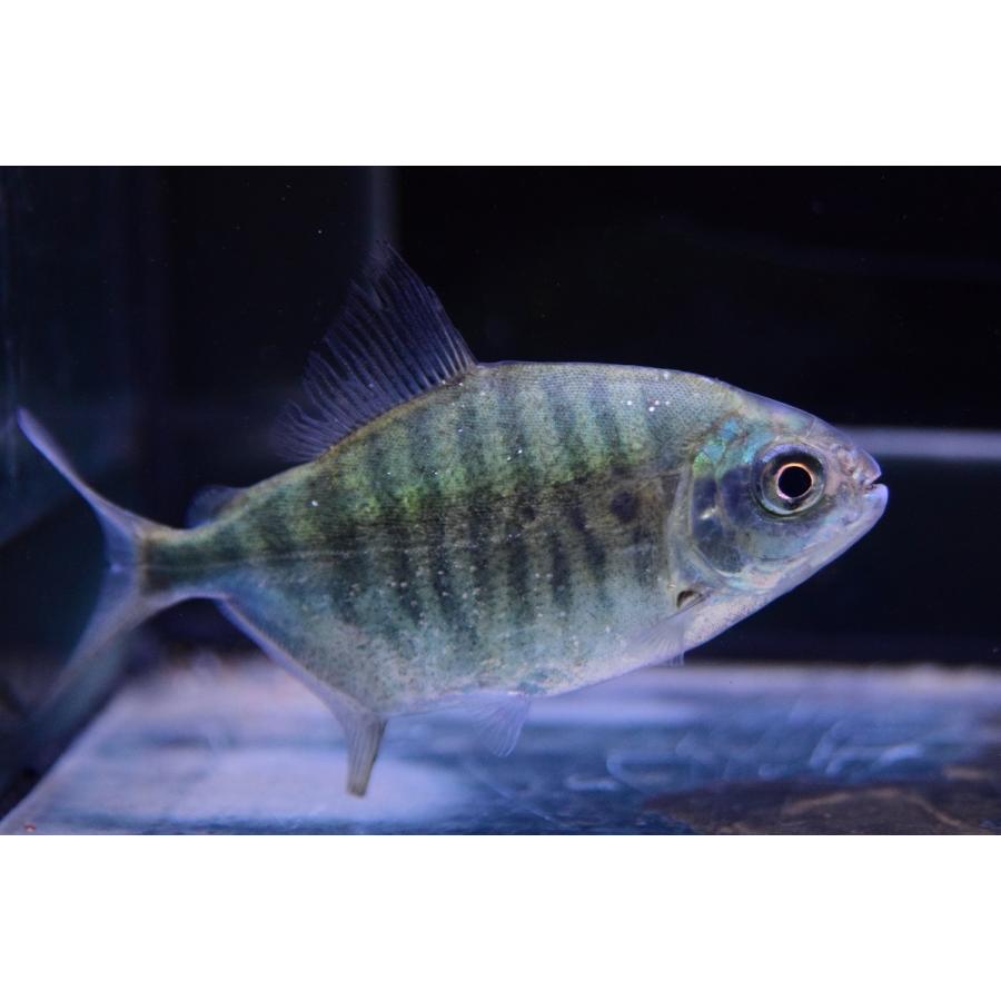 中古 タイガーゼブラパクー　”オリシミナ”　10-11cm 【MYK2491101875】(90750円)