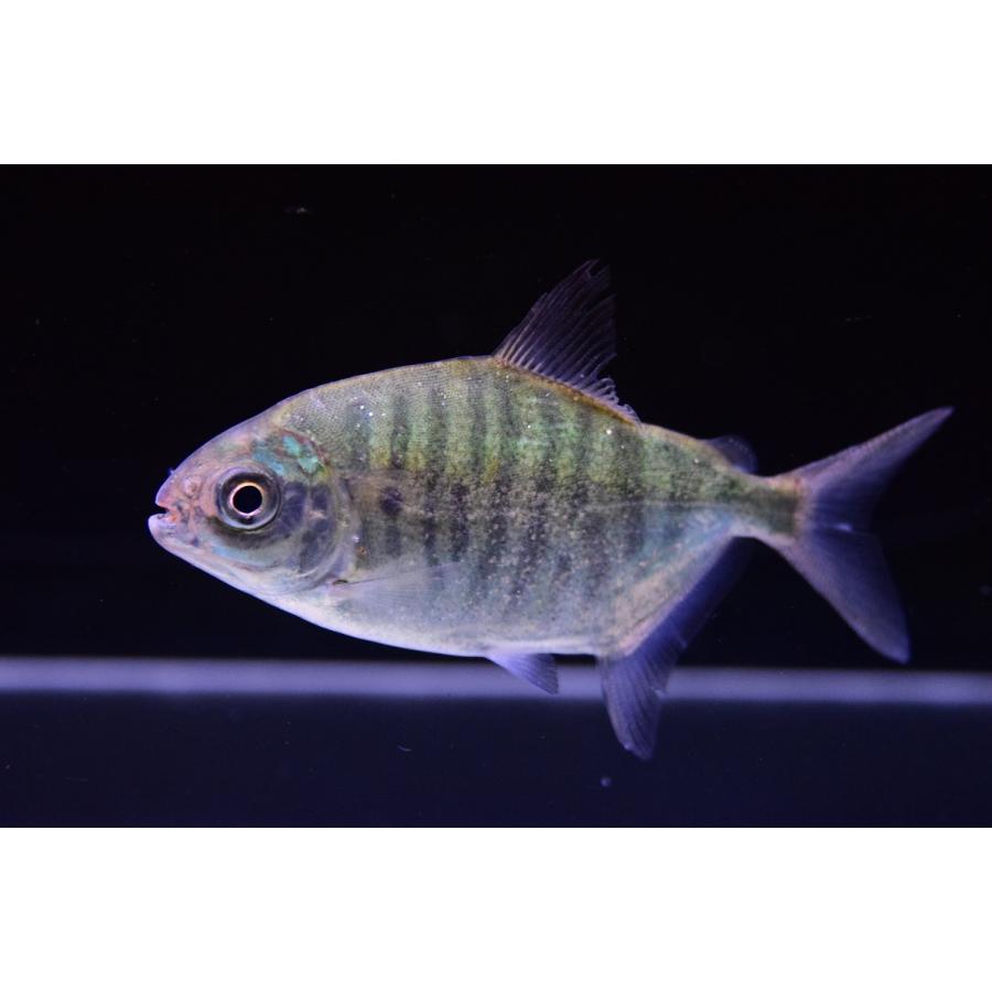 中古 タイガーゼブラパクー　”オリシミナ”　10-11cm 【MYK2491101875】(90750円)