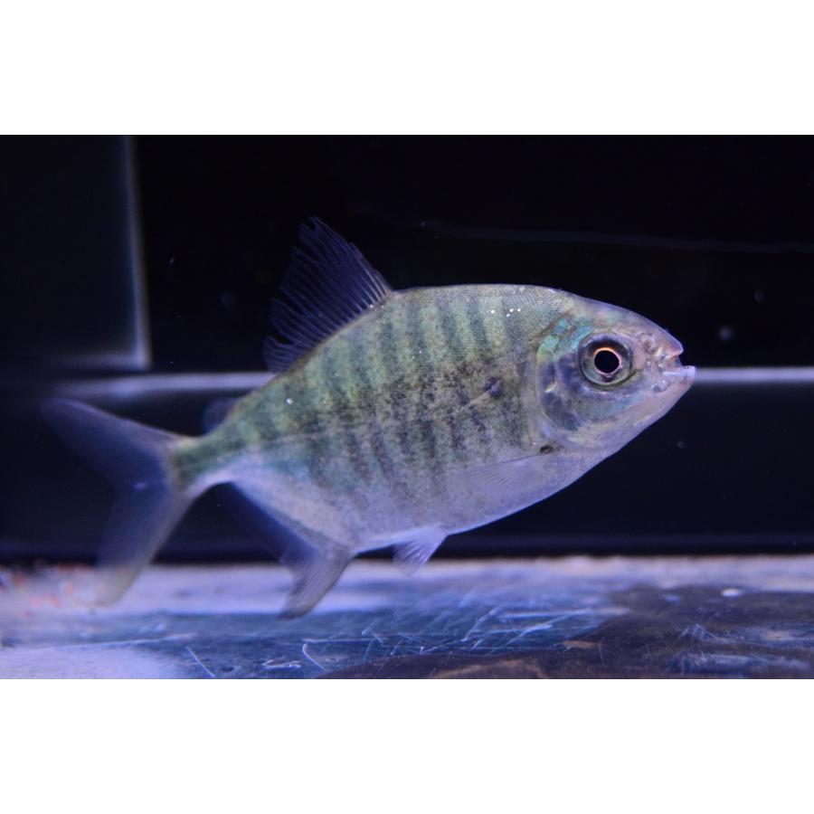 中古 タイガーゼブラパクー　”オリシミナ”　10-11cm 【MYK2491101875】(90750円)