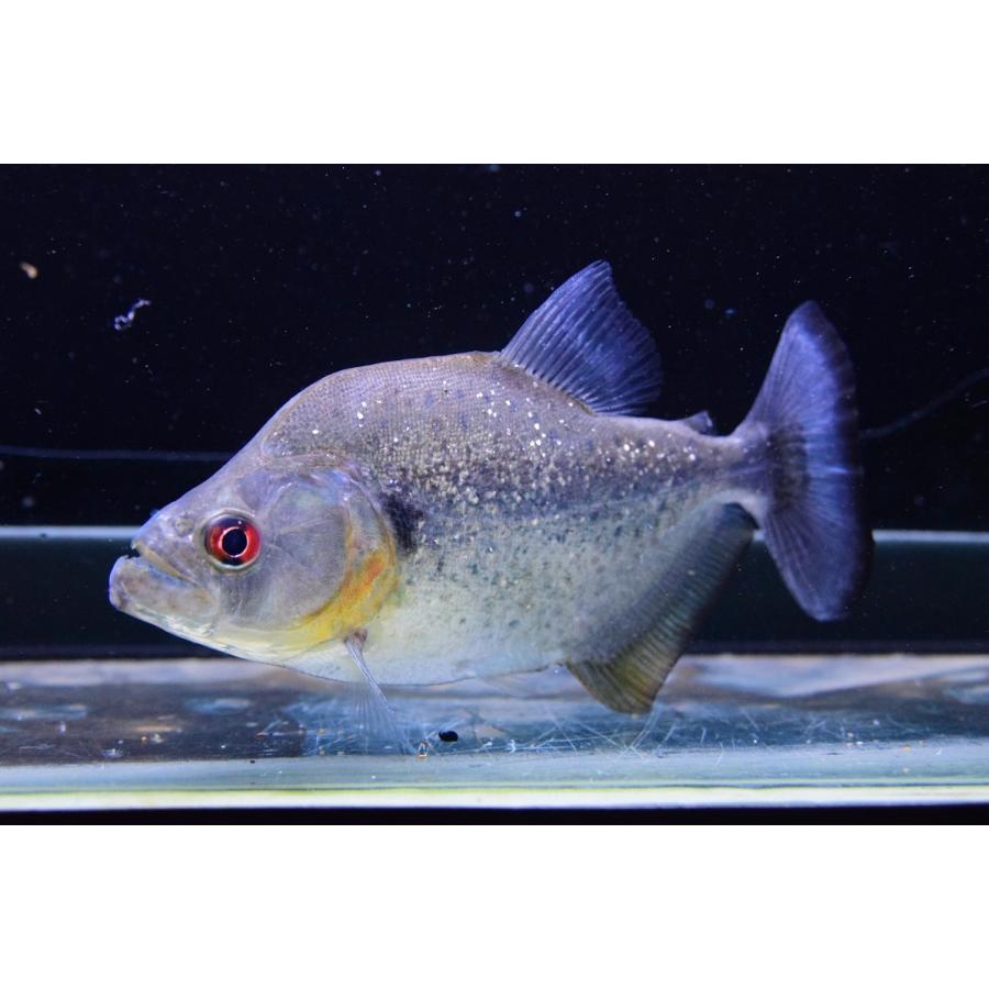 ブラックダイヤモンドピラニア　”クリスタリーノ”　16cm