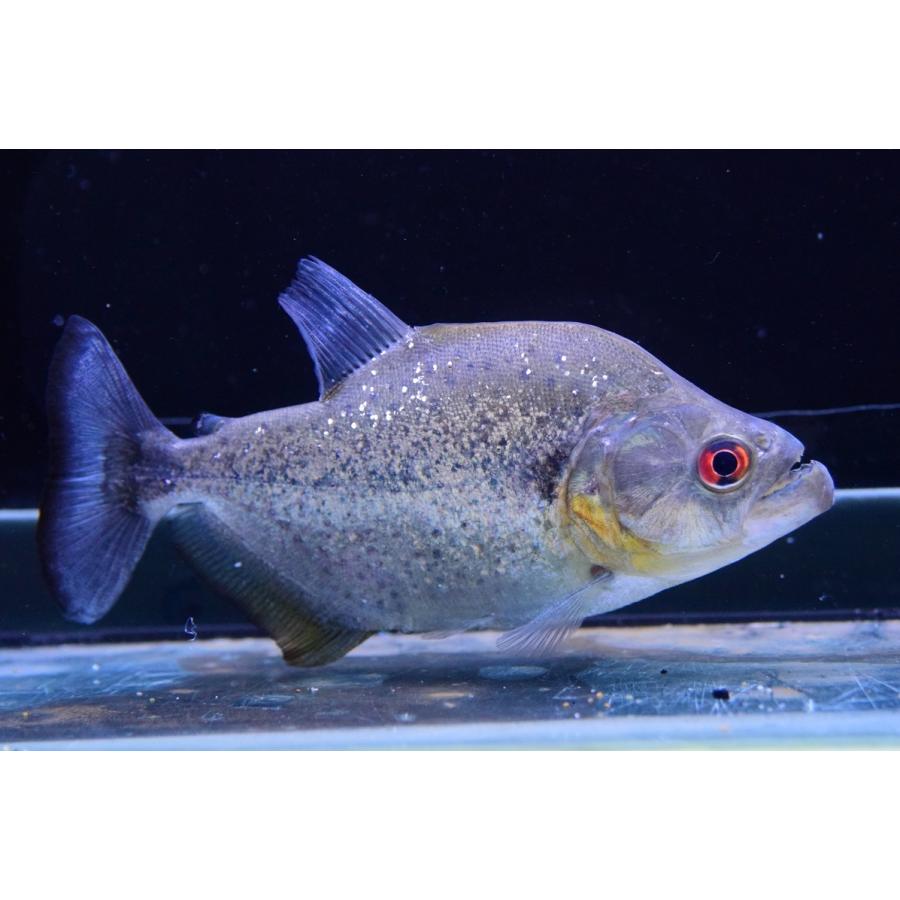 ブラックダイヤモンドピラニア　”クリスタリーノ”　16cm 