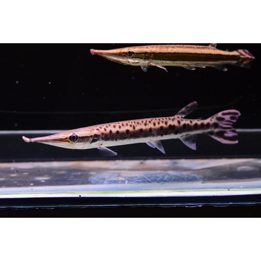 マーブルハイドロシナスガー コロンビア 17 cm Sacharacin716 World Rivers Net 通販 Yahoo ショッピング
