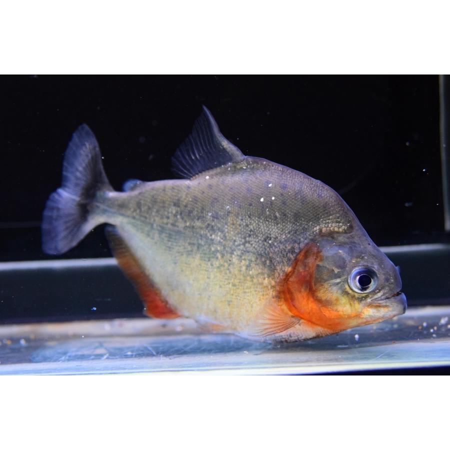 ちょっと難あり ピラニア エイゲンマニー イニリダ川 14 15cm Sacharacin724 World Rivers Net 通販 Yahoo ショッピング