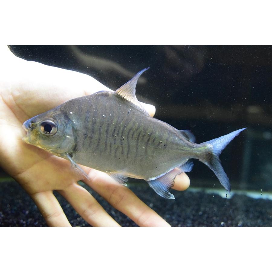 エロンガータパクー　”リオ・シングー”　17cm