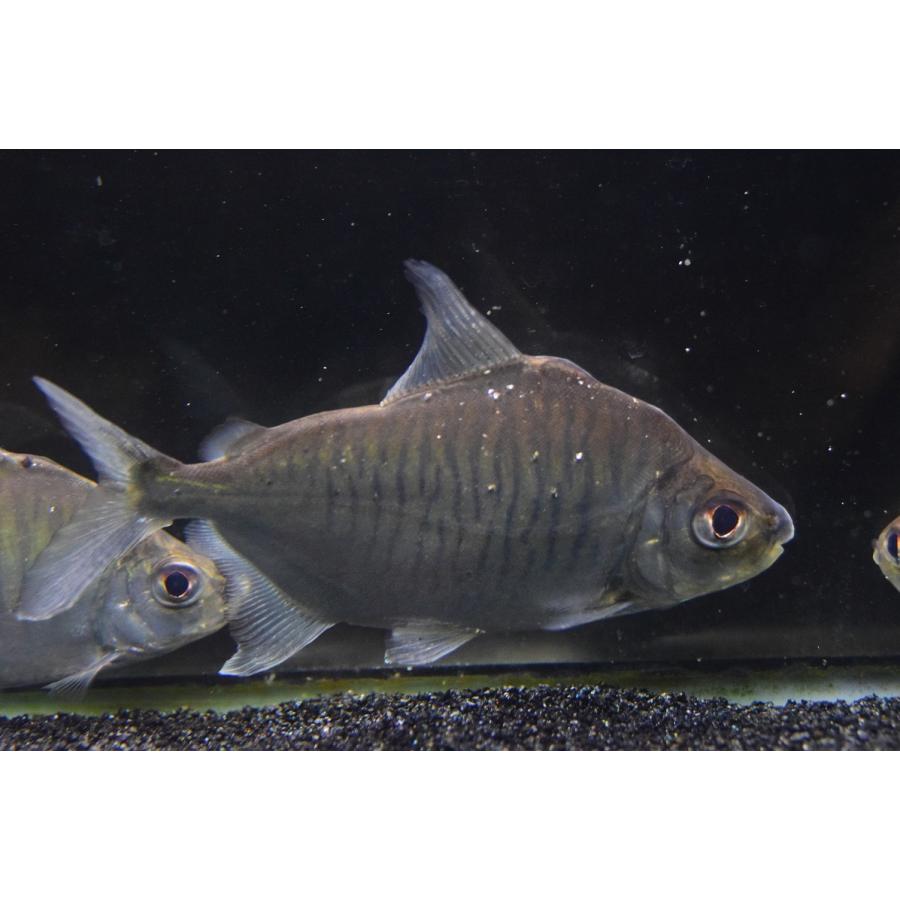 【限定品】 エロンガータパクー　”リオ・シングー”　17cm 【E2015926852】(12870円)