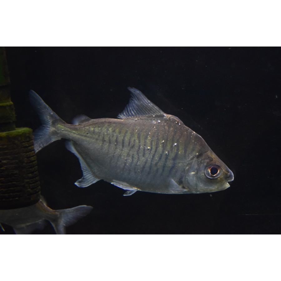 【限定品】 エロンガータパクー　”リオ・シングー”　17cm 【E2015926852】(12870円)