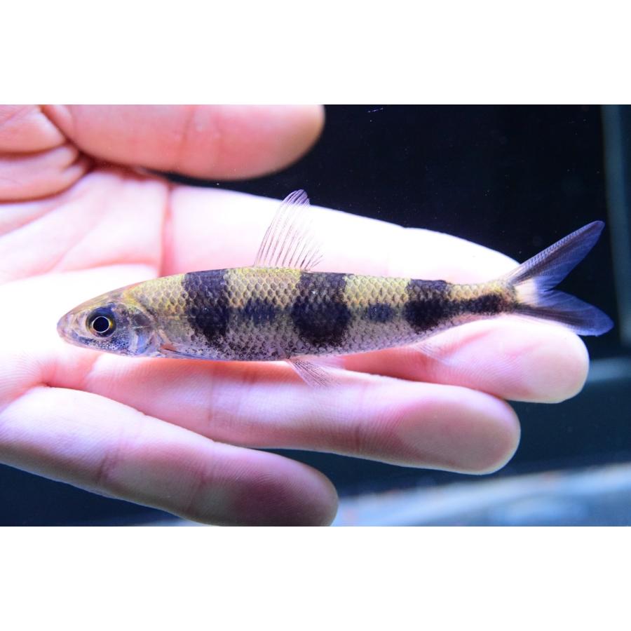 「超メルカリ市」 ヘミオダス・ステルニー　”リオ・タパジョス”　10-11cm　No.2 【LWH6944888611】(25300円)