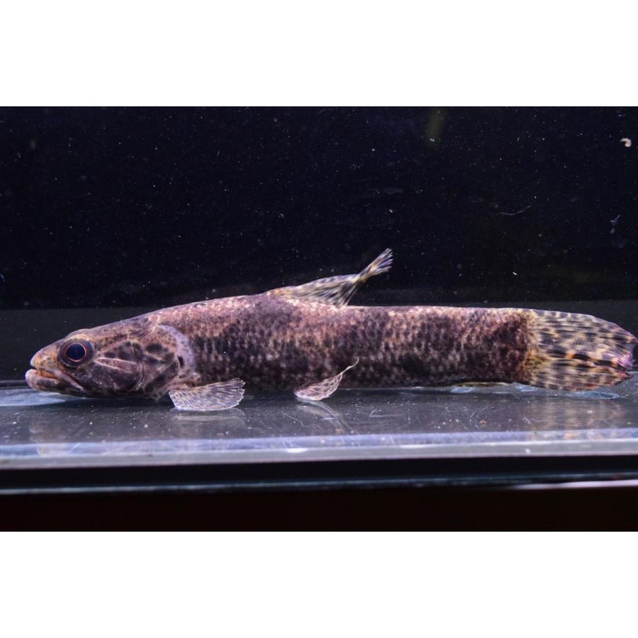 【中古品 】 ビッグアイタライロン　”コロンビア”　23cm 【KUE1070555480】(39000円)