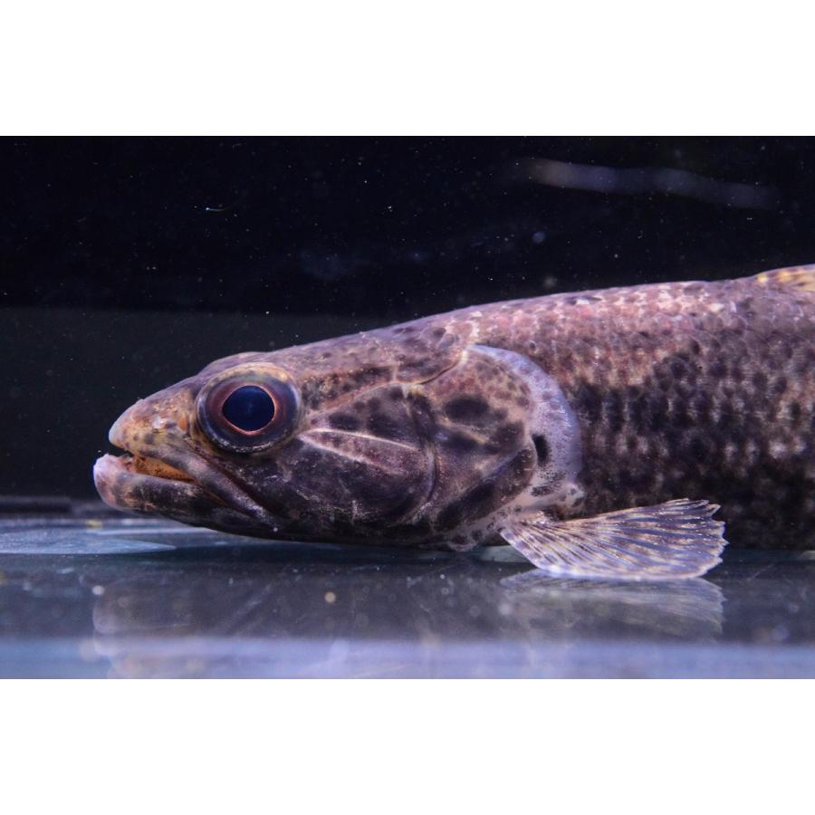 【中古品 】 ビッグアイタライロン　”コロンビア”　23cm 【KUE1070555480】(39000円)