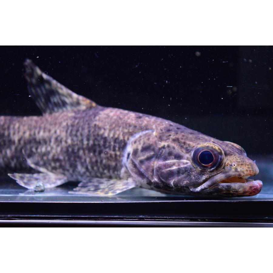 【中古品 】 ビッグアイタライロン　”コロンビア”　23cm 【KUE1070555480】(39000円)