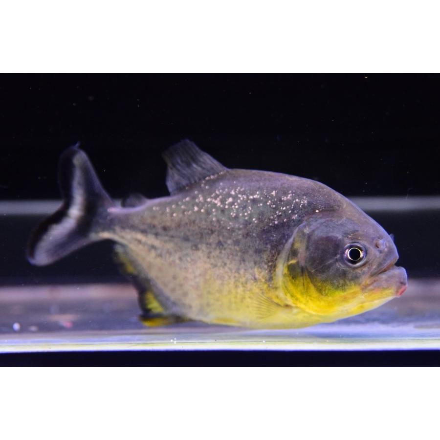 販売済み ジャイアントイエローピラニア パンタナール 10 5cm No 3 直売超特価 Fkip Binabangsa Ac Id