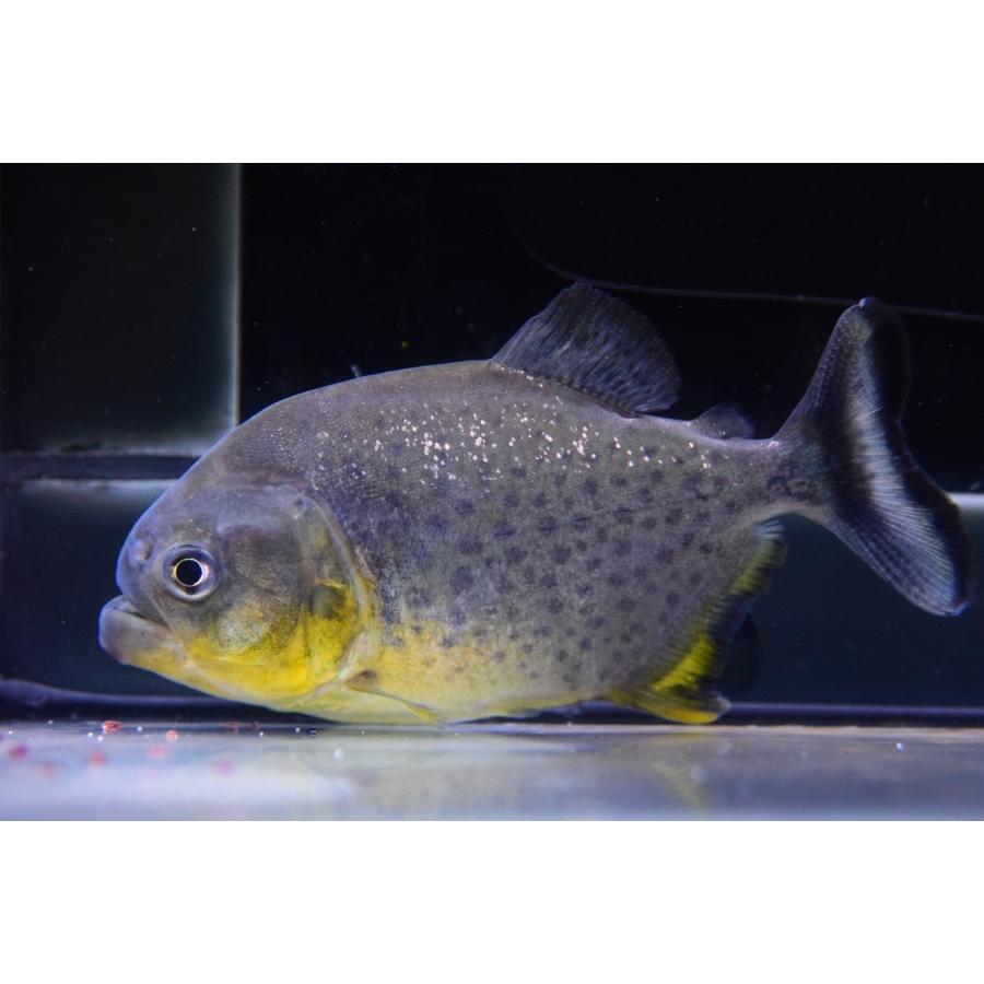 大流行中 ジャイアントイエローピラニア パンタナール 10 5cm No 3 Sacharacin753 World Rivers Net 通販 Yahoo ショッピング 独創的 Mail Hoy Com Do