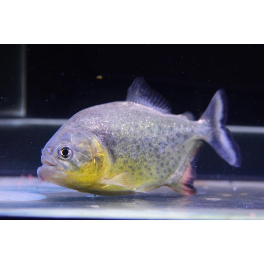 有名人芸能人 No 4 9 5cm パンタナール ジャイアントイエローピラニア ピラニア Edinet Md