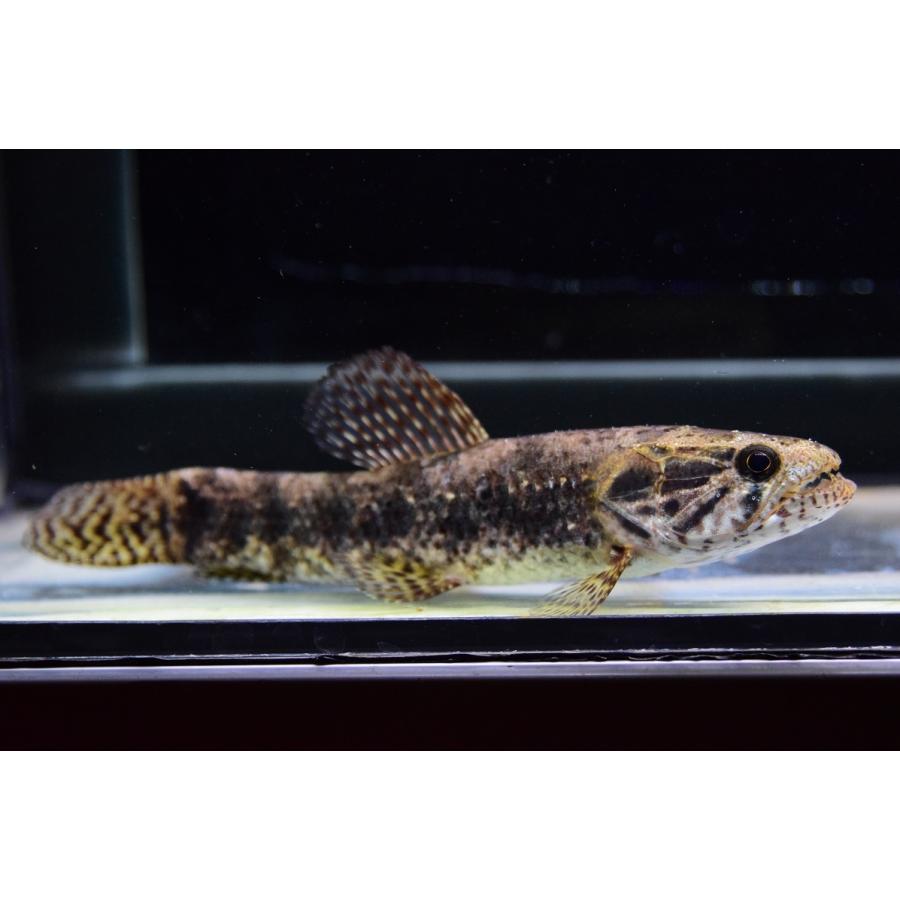 タライーラ　”リオ・パパガイオ”　16cm 