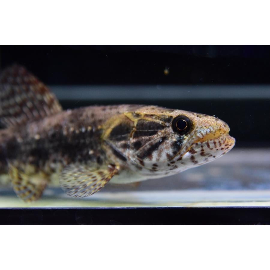 タライーラ　”リオ・パパガイオ”　16cm 