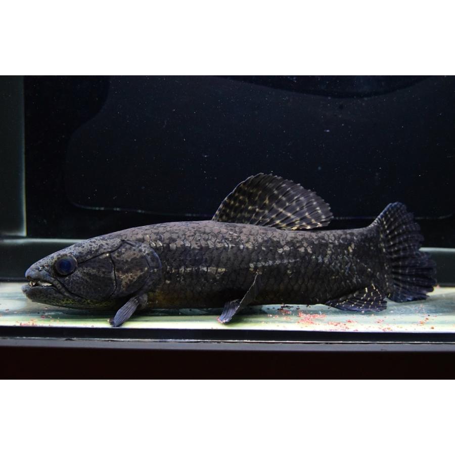 【売約済】ブラックタライロン　”コロンビア”　25-26cm