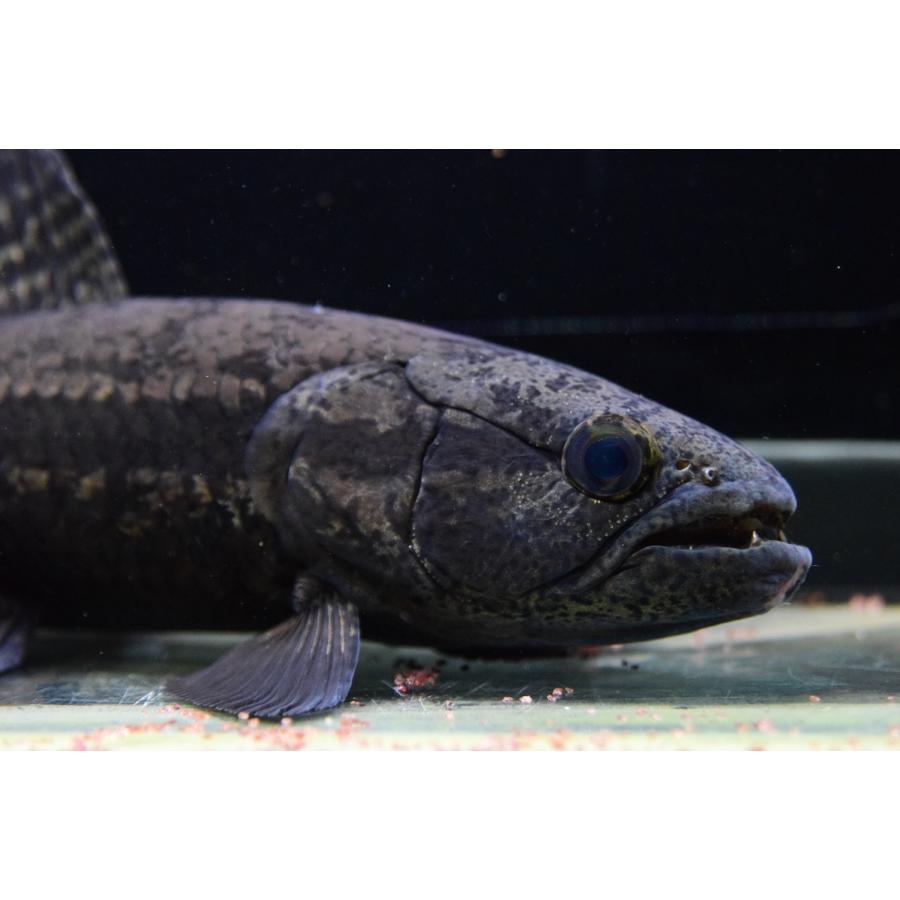 【売約済】ブラックタライロン　”コロンビア”　25-26cm 