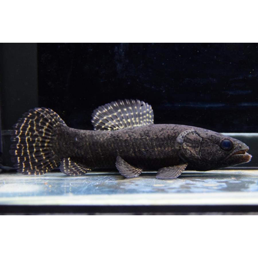 ブラックタライロン　”ネグロ”　17cm 