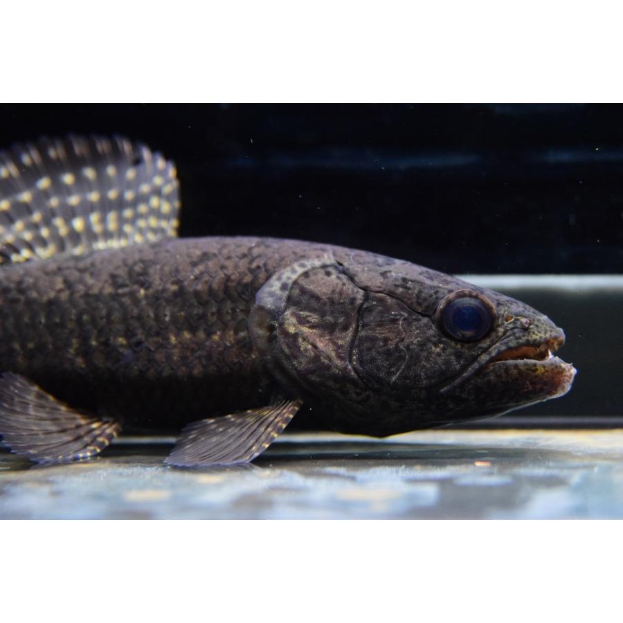 ブラックタライロン　”ネグロ”　17cm 