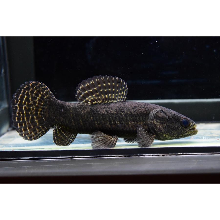 ブラックタライロン　”ネグロ”　17cm 