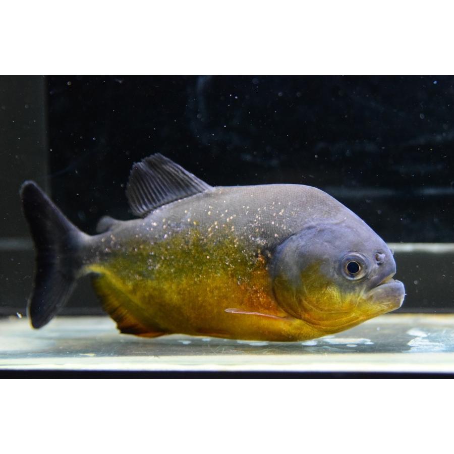 ピラニア ピラヤ サンフランシスコ 14 15cm No 1 Sacharacin806 World Rivers Net 通販 Yahoo ショッピング
