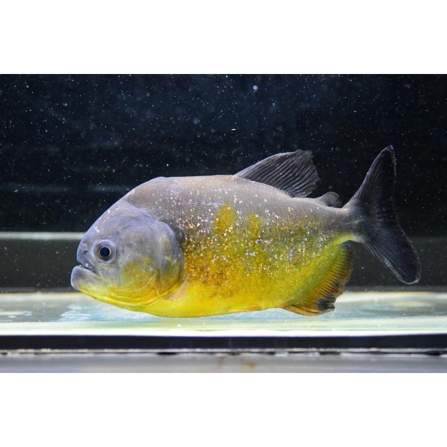 ピラニア・ピラヤ　”サンフランシスコ”　14cm　No.2