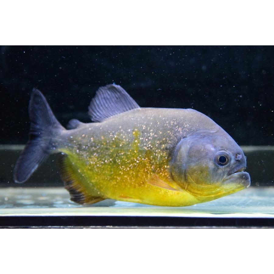 ピラニア・ピラヤ　”サンフランシスコ”　14cm　No.2 