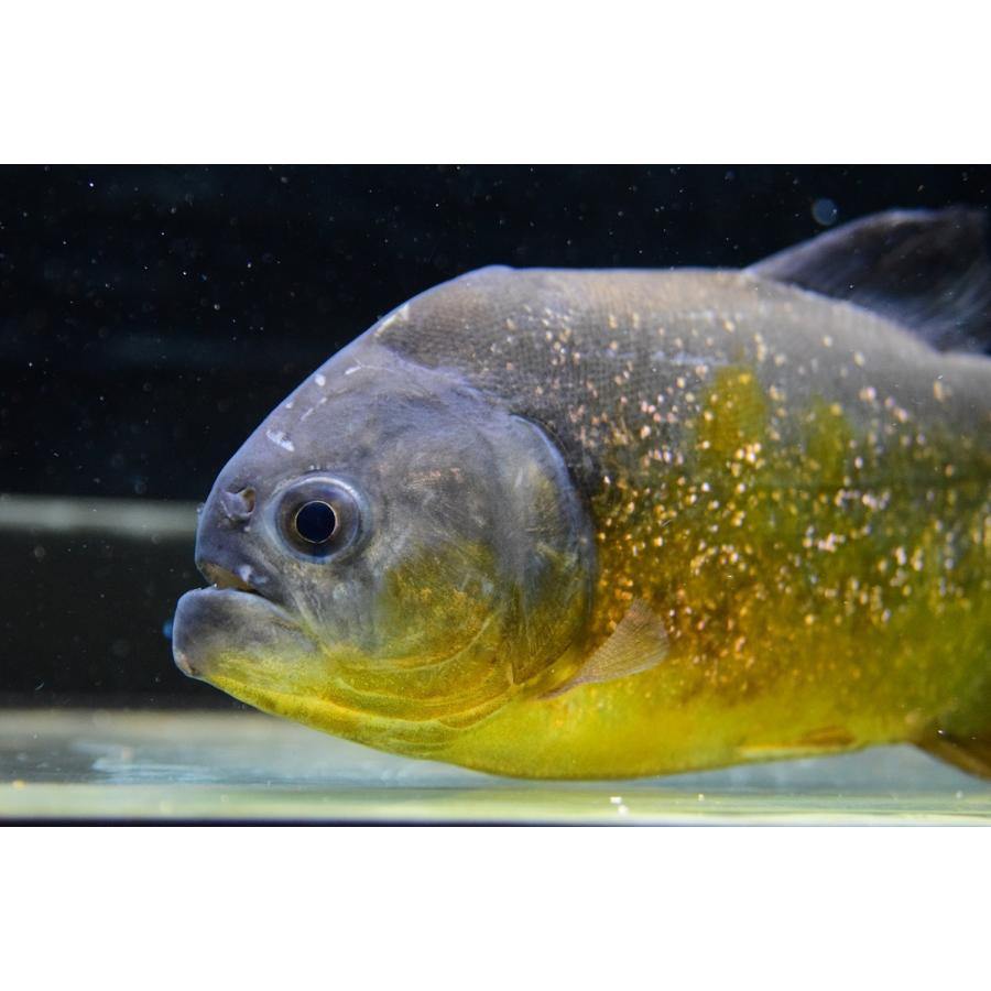 ピラニア・ピラヤ　”サンフランシスコ”　14cm　No.2 