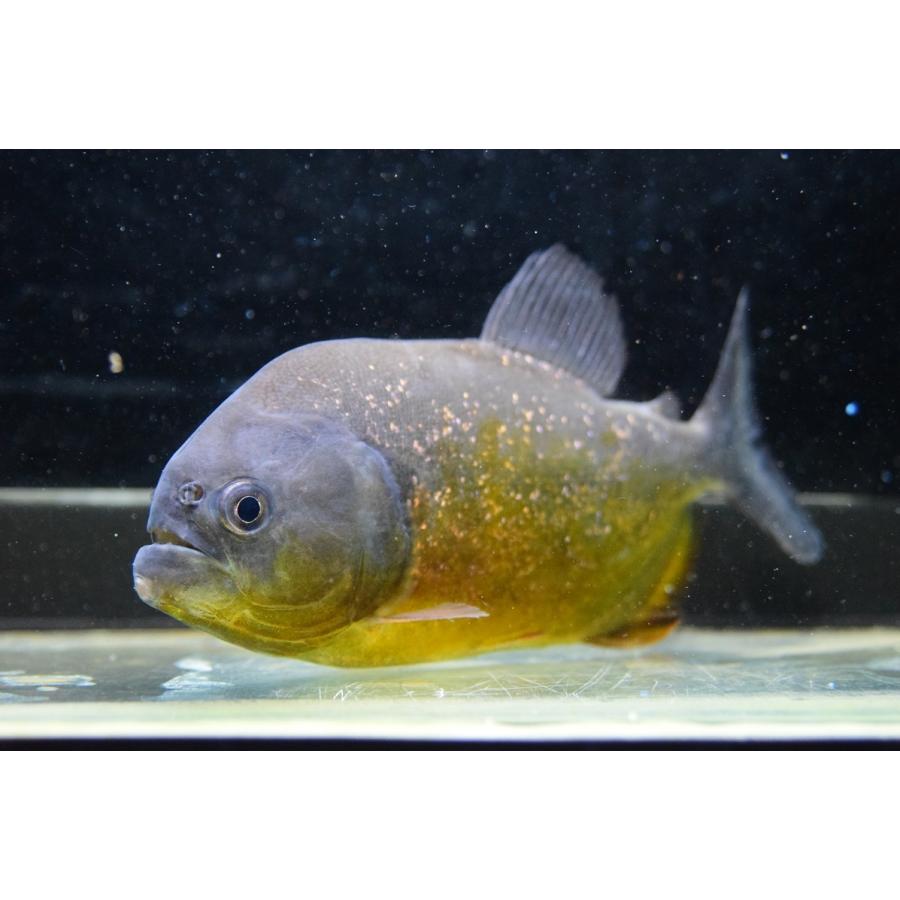 【売約済】ピラニア・ピラヤ　”サンフランシスコ”　15cm　No.3
