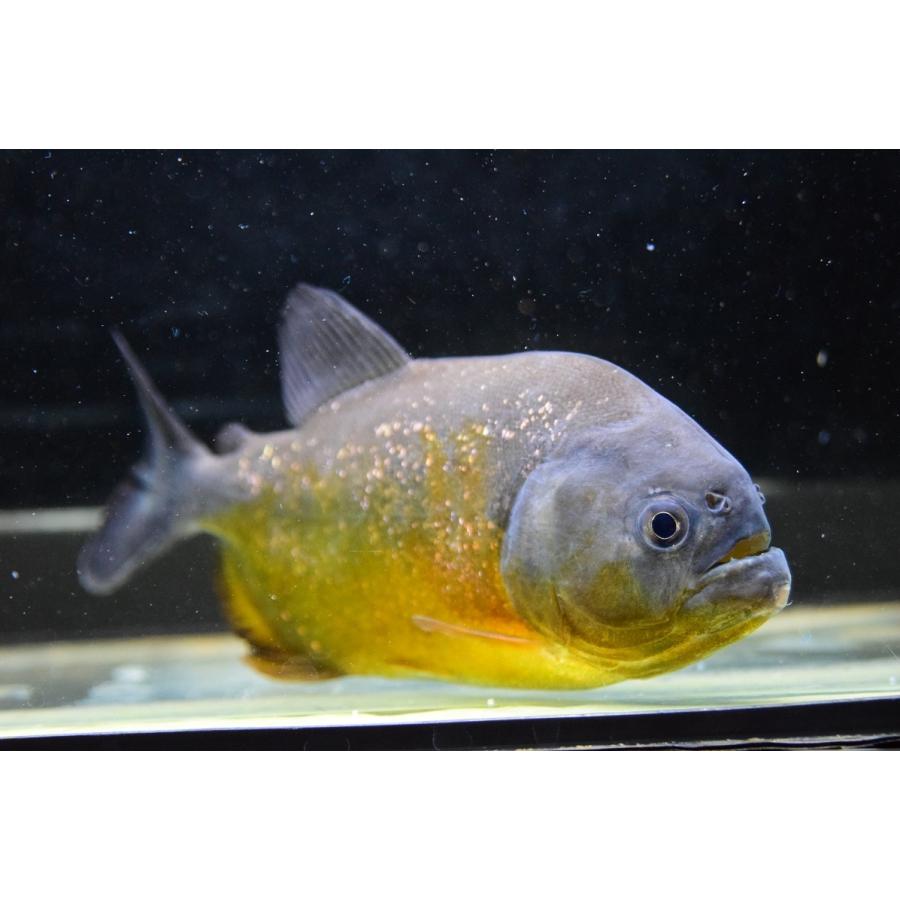 【売約済】ピラニア・ピラヤ　”サンフランシスコ”　15cm　No.3 