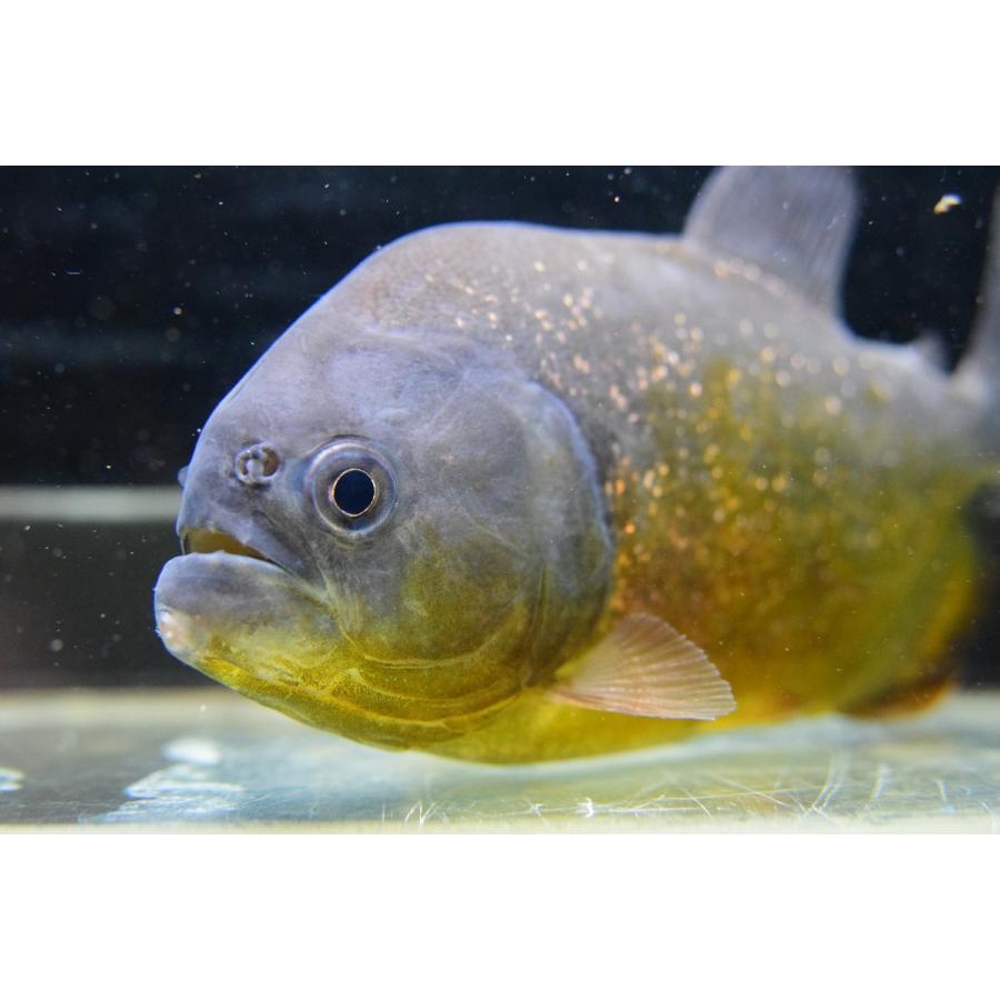 【売約済】ピラニア・ピラヤ　”サンフランシスコ”　15cm　No.3 